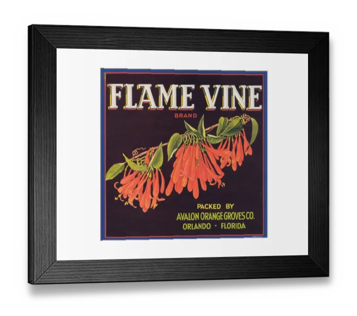 Framed Print : Flame Vine Brand Framed Print : Flame Vine Brand