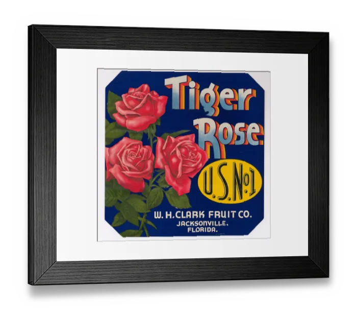 Framed Print : Tiger Rose Framed Print : Tiger Rose