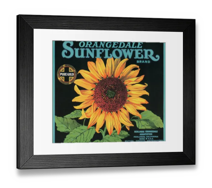 Framed Print : Orangedale Sunflower Brand Framed Print : Orangedale Sunflower Brand