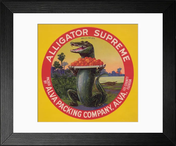 Framed Print : Alligator Supreme Framed Print : Alligator Supreme