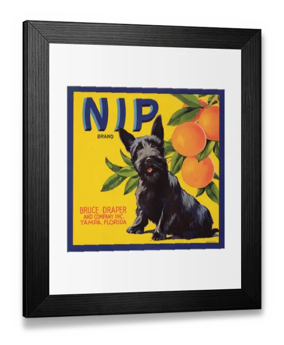 Framed Print : Nip Brand. Fruit crate label for Nip brand oranges from Tampa, Florida Framed Print : Nip Brand. Fruit crate label for Nip brand oranges from Tampa, Florida