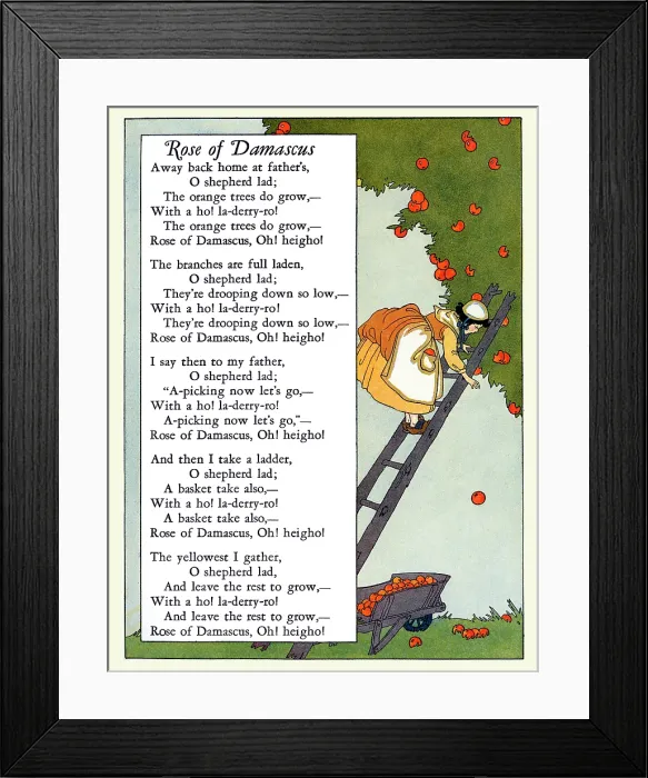 Framed Print : Rose of Damascus Framed Print : Rose of Damascus