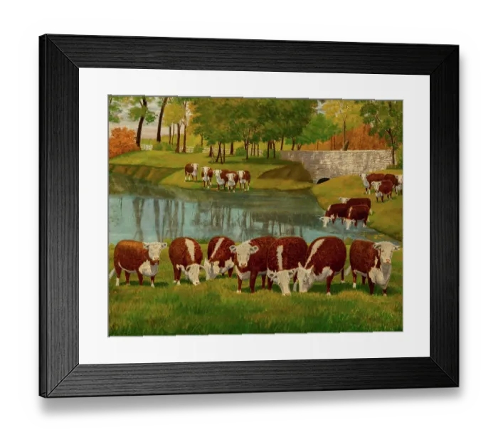 Framed Print : Herfeord Cattle Framed Print : Herfeord Cattle