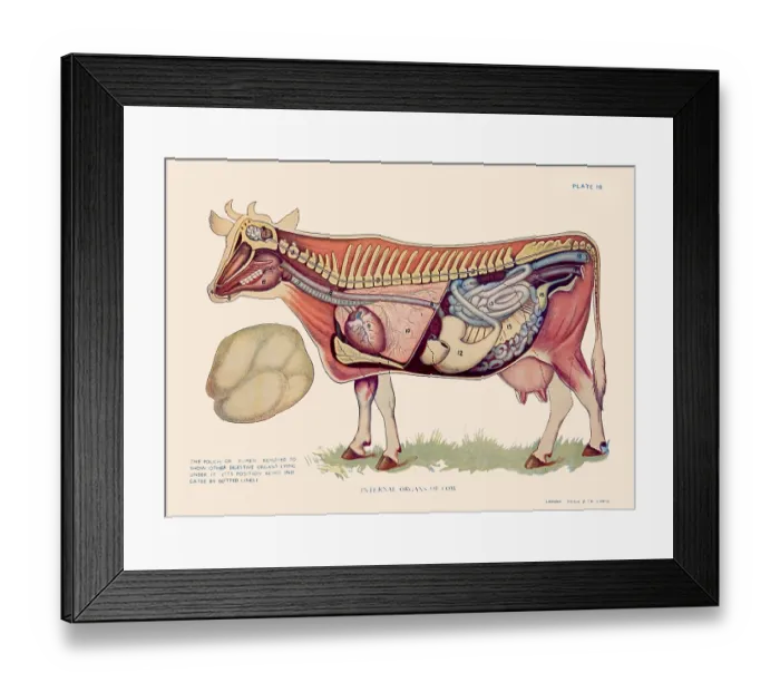 Framed Print : Internal Organs of Cow Framed Print : Internal Organs of Cow