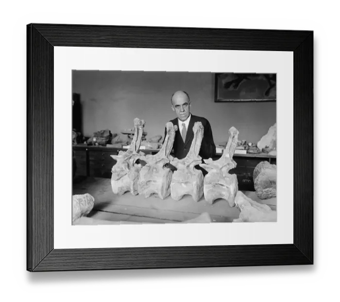 Framed Print : Prof. Chas. Gilmore with Diplodochus Framed Print : Prof. Chas. Gilmore with Diplodochus