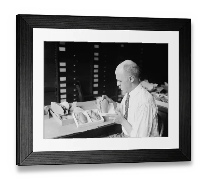 Framed Print : Prof. Chas. W. Gilmore, Dinosaur egg casts Framed Print : Prof. Chas. W. Gilmore, Dinosaur egg casts