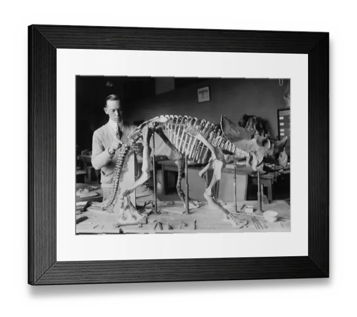 Framed Print : Preparing the skeleton of a baby dinosaur Framed Print : Preparing the skeleton of a baby dinosaur
