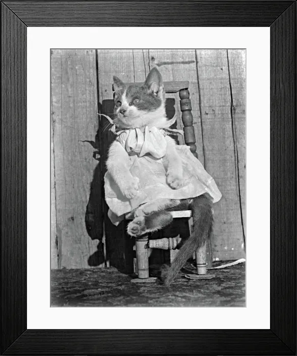 Framed Print : Cat in Dress Framed Print : Cat in Dress