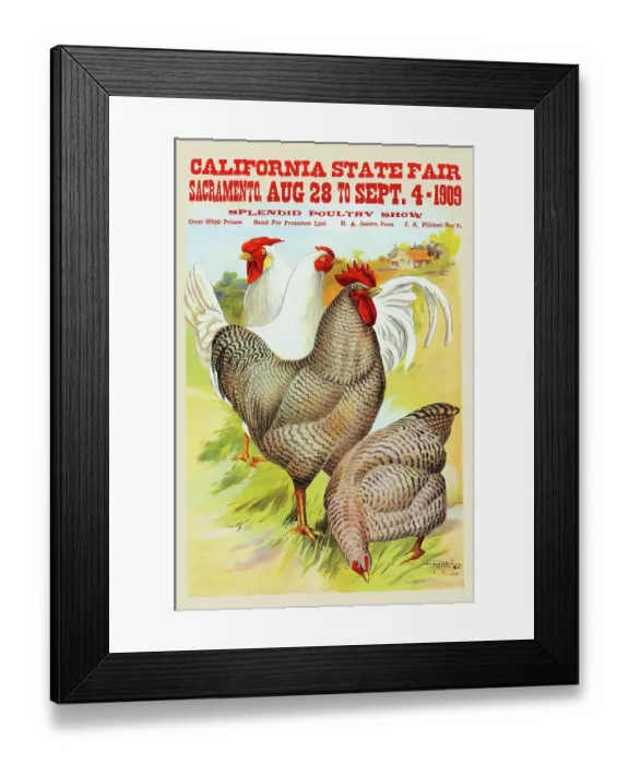 Framed Print : California State Fair, Sacramento, Aug. 28 to Sept. 4 - 1909, splendid poultry show