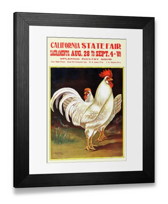 Framed Print : California State Fair 1909 - Chickens