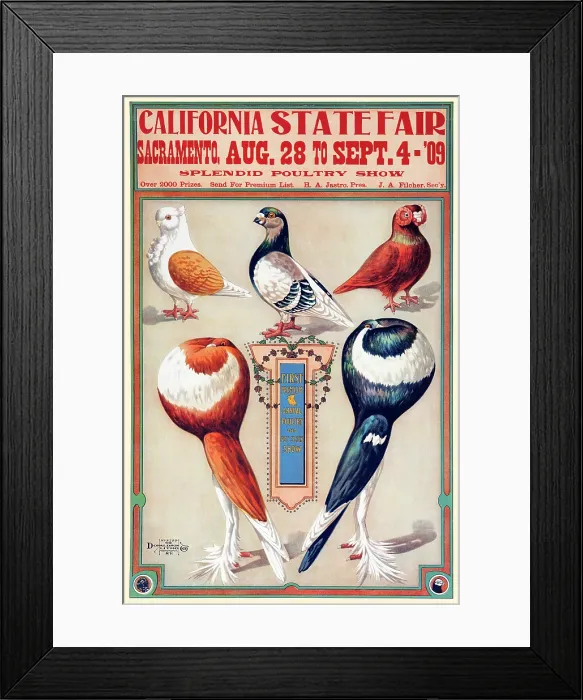 Framed Print : California State Fair, Sacramento, Aug. 28 to Sept. 4 - 09, splendid poultry show Framed Print : California State Fair, Sacramento, Aug. 28 to Sept. 4 - 09, splendid poultry show