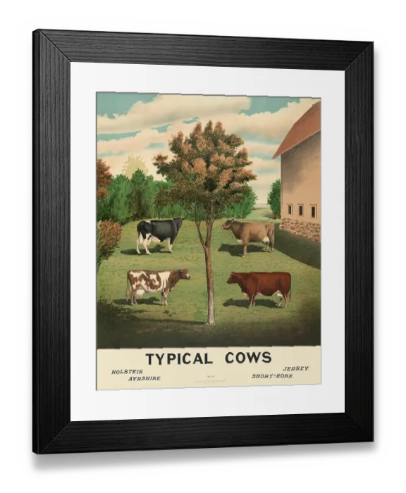 Framed Print : Typical Cows Framed Print : Typical Cows