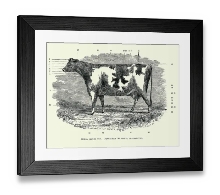 Framed Print : Model Jersey Cow Framed Print : Model Jersey Cow