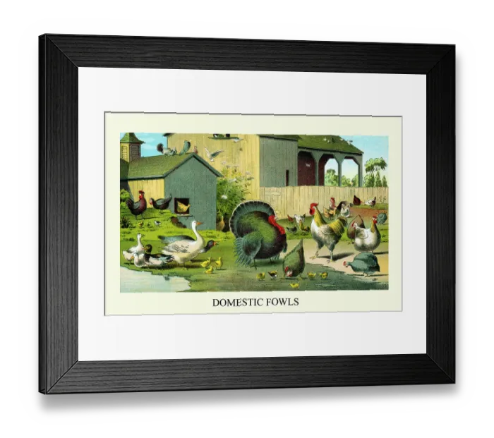 Framed Print : Domestic Fowls Framed Print : Domestic Fowls