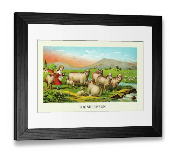 Framed Print : The Sheep Run