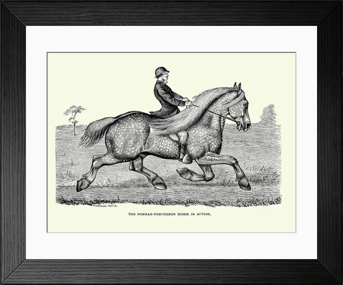 Framed Print : The Norman-Percheron Horse in Action Framed Print : The Norman-Percheron Horse in Action