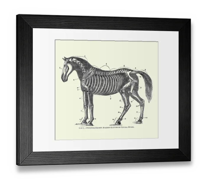 Framed Print : Skeleton Shown Against Outline of Living Horse Framed Print : Skeleton Shown Against Outline of Living Horse