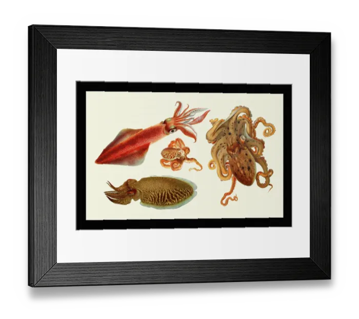 Framed Print : Loligo vulgaris / Eledone moschata / Sepia officinalis Framed Print : Loligo vulgaris / Eledone moschata / Sepia officinalis