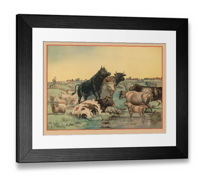 Framed Print : Cows and sheep in a pasture Framed Print : Cows and sheep in a pasture