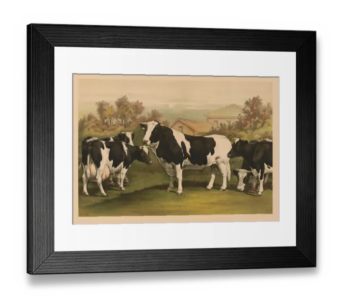Framed Print : Five Cows. Five cows, looking out at the viewer Framed Print : Five Cows. Five cows, looking out at the viewer
