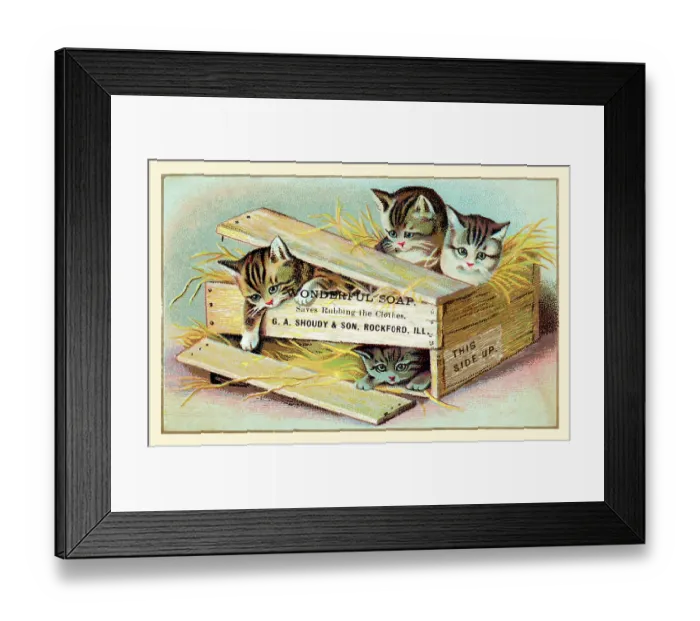 Framed Print : Soap Box Cats III Framed Print : Soap Box Cats III