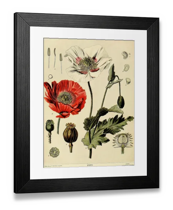 Framed Print : Poppy. Naturalist illustration of the poppy plant from which opium is derived