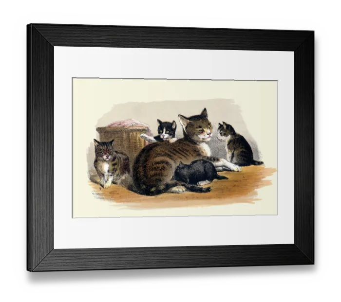 Framed Print : Prang's Cat and Kittens Framed Print : Prang's Cat and Kittens
