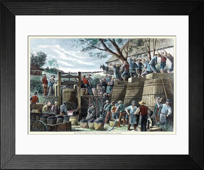 Framed Print : The vintage in California - at work at the wine presses Framed Print : The vintage in California - at work at the wine presses
