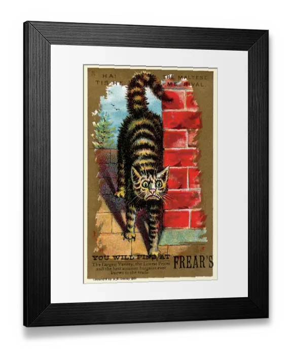 Framed Print : Ha! Tis he, the Maltese. Me rival Framed Print : Ha! Tis he, the Maltese. Me rival