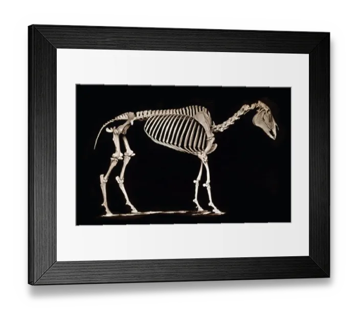 Framed Print : Skeleton of horse. Standing Framed Print : Skeleton of horse. Standing