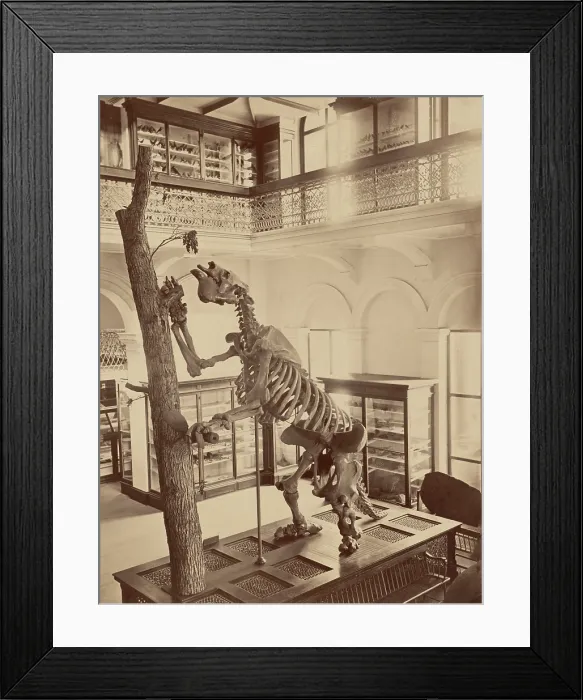 Framed Print : Dinosaur, Museum of Natural History, Boston Framed Print : Dinosaur, Museum of Natural History, Boston