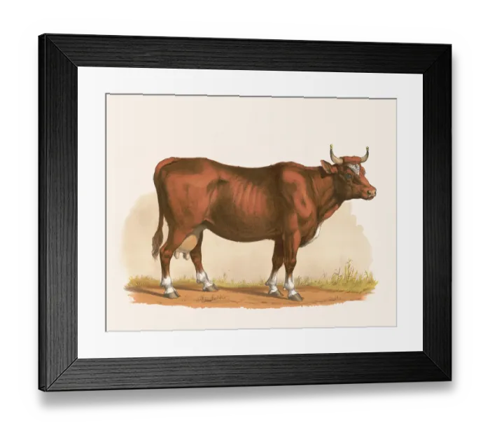 Framed Print : Cow. Order - Cud-chewers. Family - Ox.' Print shows a right side view of a cow Framed Print : Cow. Order - Cud-chewers. Family - Ox.' Print shows a right side view of a cow