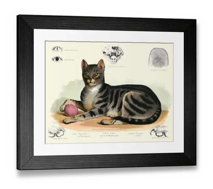 Framed Print : The cat - Felis domesticus Framed Print : The cat - Felis domesticus