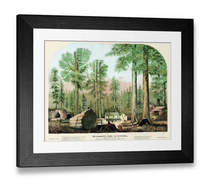 Framed Print : The mammoth trees of California Framed Print : The mammoth trees of California