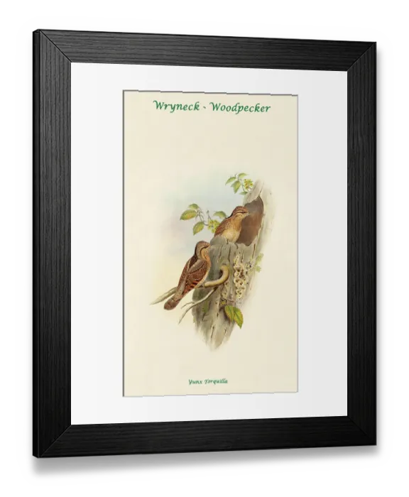 Framed Print : Wryneck - Woodpecker II Framed Print : Wryneck - Woodpecker II