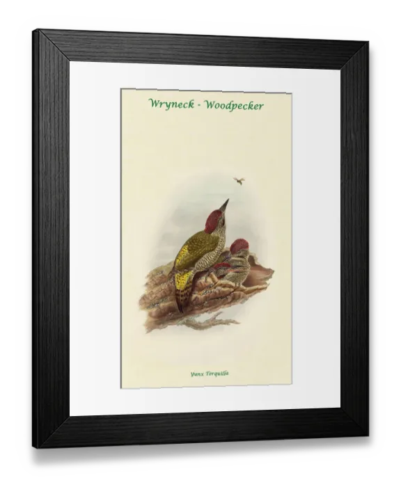Framed Print : Wryneck - Woodpecker Framed Print : Wryneck - Woodpecker