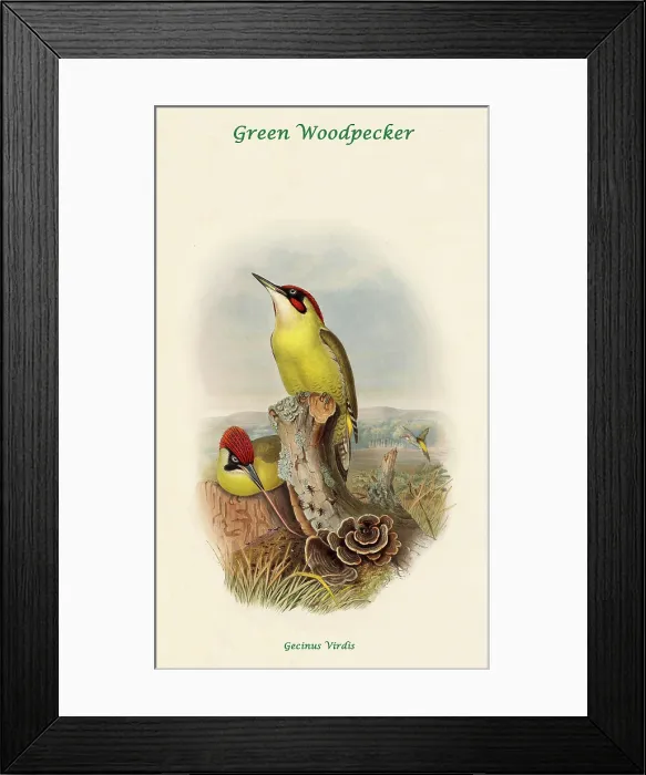 Framed Print : Green Woodpecker Framed Print : Green Woodpecker