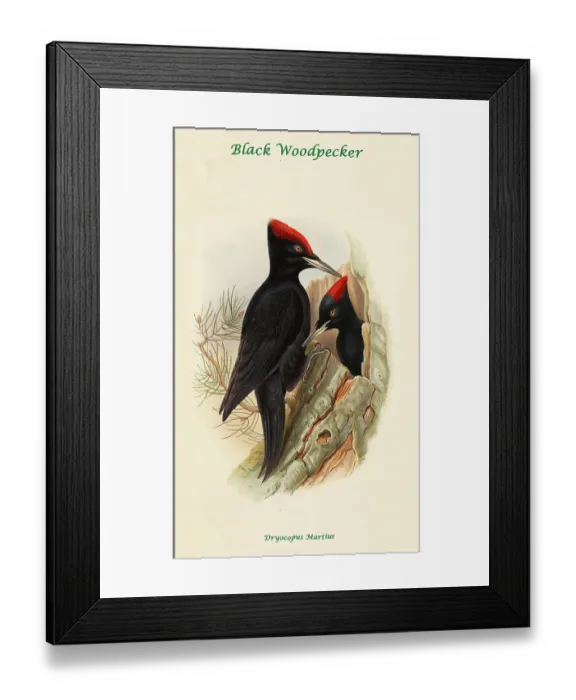 Framed Print : Black Woodpecker Framed Print : Black Woodpecker