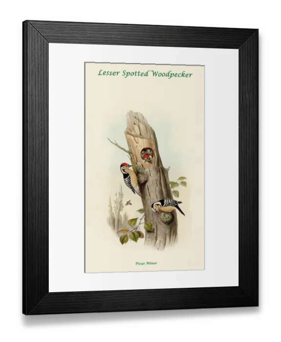 Framed Print : Lesser Spotted Woodpecker Framed Print : Lesser Spotted Woodpecker