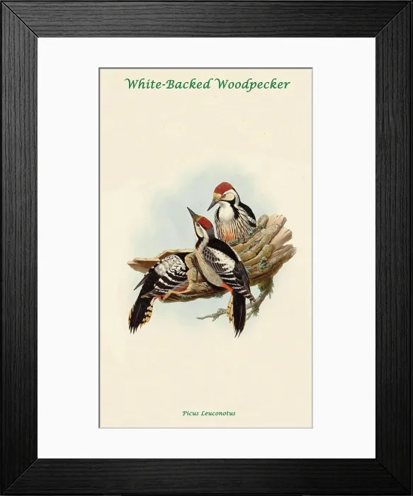 Framed Print : White-Backed Woodpecker Framed Print : White-Backed Woodpecker