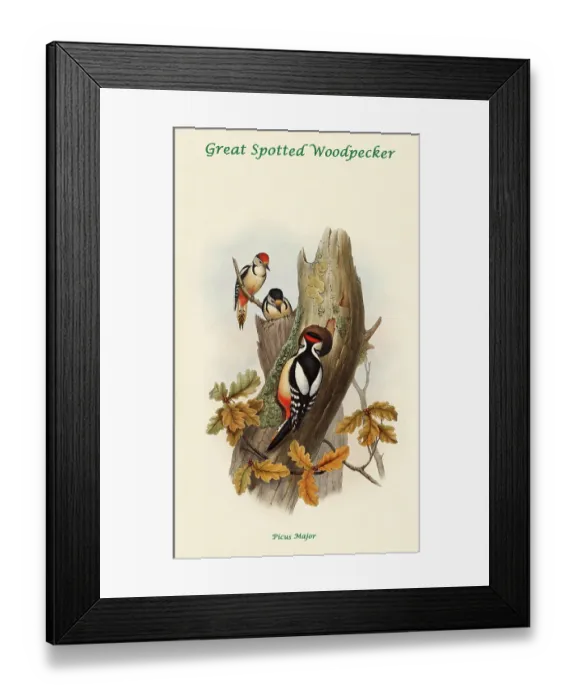 Framed Print : Great Spotted Woodpecker Framed Print : Great Spotted Woodpecker