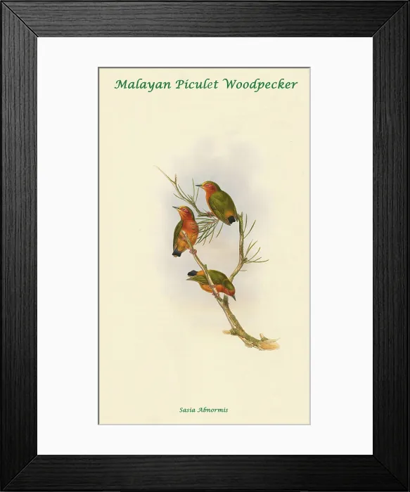 Framed Print : Malayan Piculet Woodpecker Framed Print : Malayan Piculet Woodpecker
