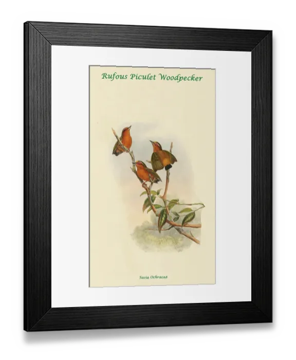 Framed Print : Rufous Piculet Woodpecker Framed Print : Rufous Piculet Woodpecker