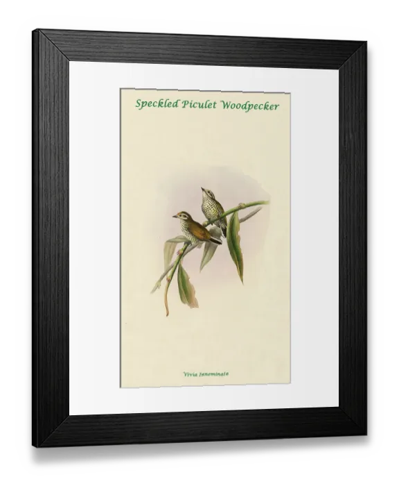 Framed Print : Speckled Piculet Woordpecker Framed Print : Speckled Piculet Woordpecker