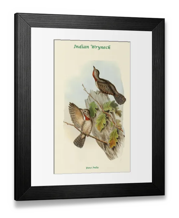 Framed Print : Indian Wryneck Framed Print : Indian Wryneck