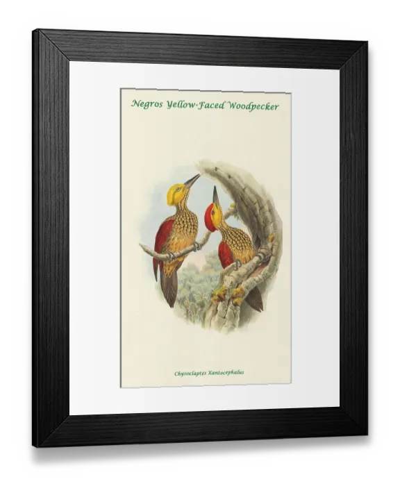 Framed Print : Negros Yellow-Faced Woodpecker Framed Print : Negros Yellow-Faced Woodpecker
