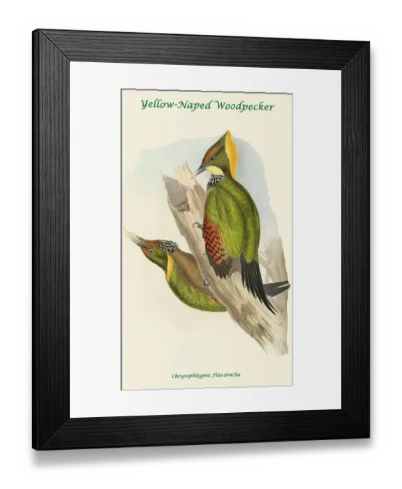 Framed Print : Yellow-Naped Woodpecker Framed Print : Yellow-Naped Woodpecker