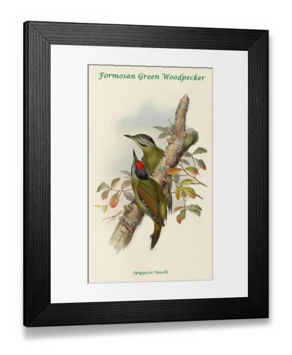 Framed Print : Formosan Green Woodpecker Framed Print : Formosan Green Woodpecker