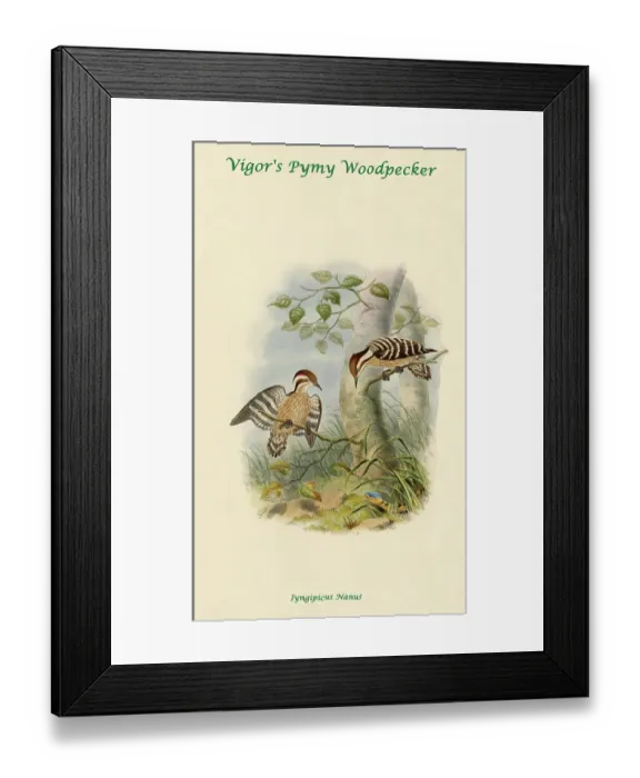Framed Print : Vigor's Pygmy Woodpecker Framed Print : Vigor's Pygmy Woodpecker