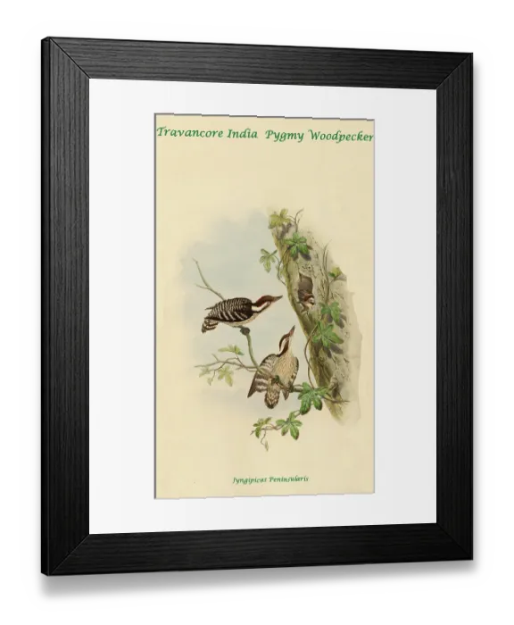 Framed Print : Travancore India Pygmy Woodpecker Framed Print : Travancore India Pygmy Woodpecker